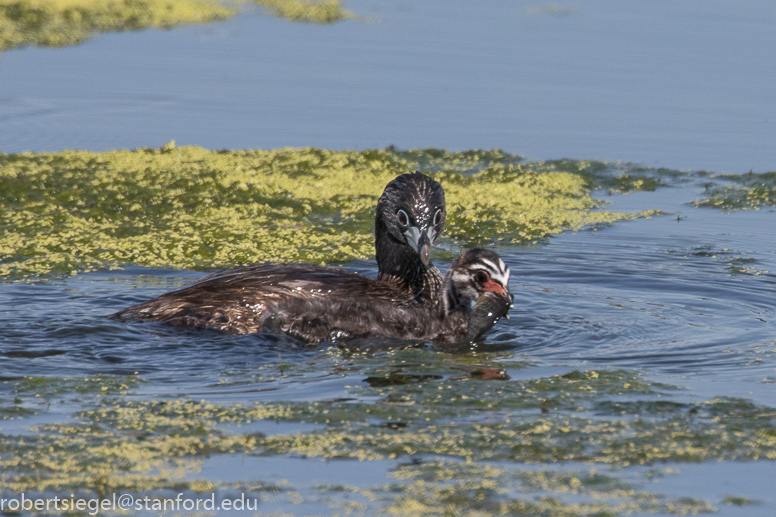 emily renzel wetlands